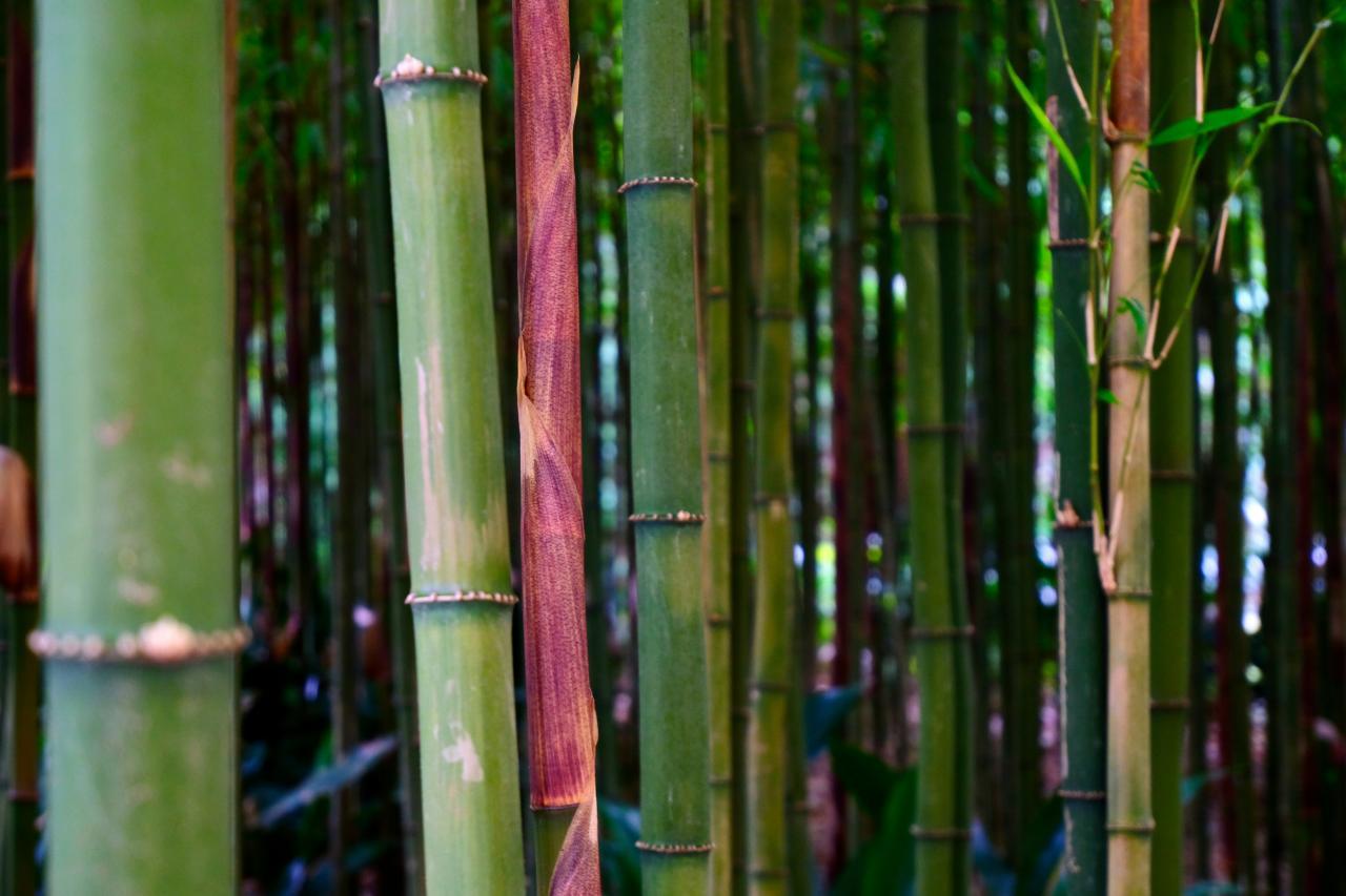  nuotrauka