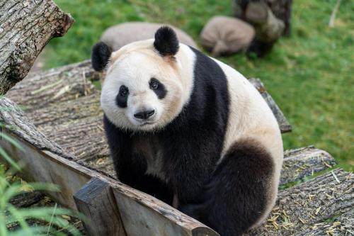 Kodėl logotipe esu aš, panda?